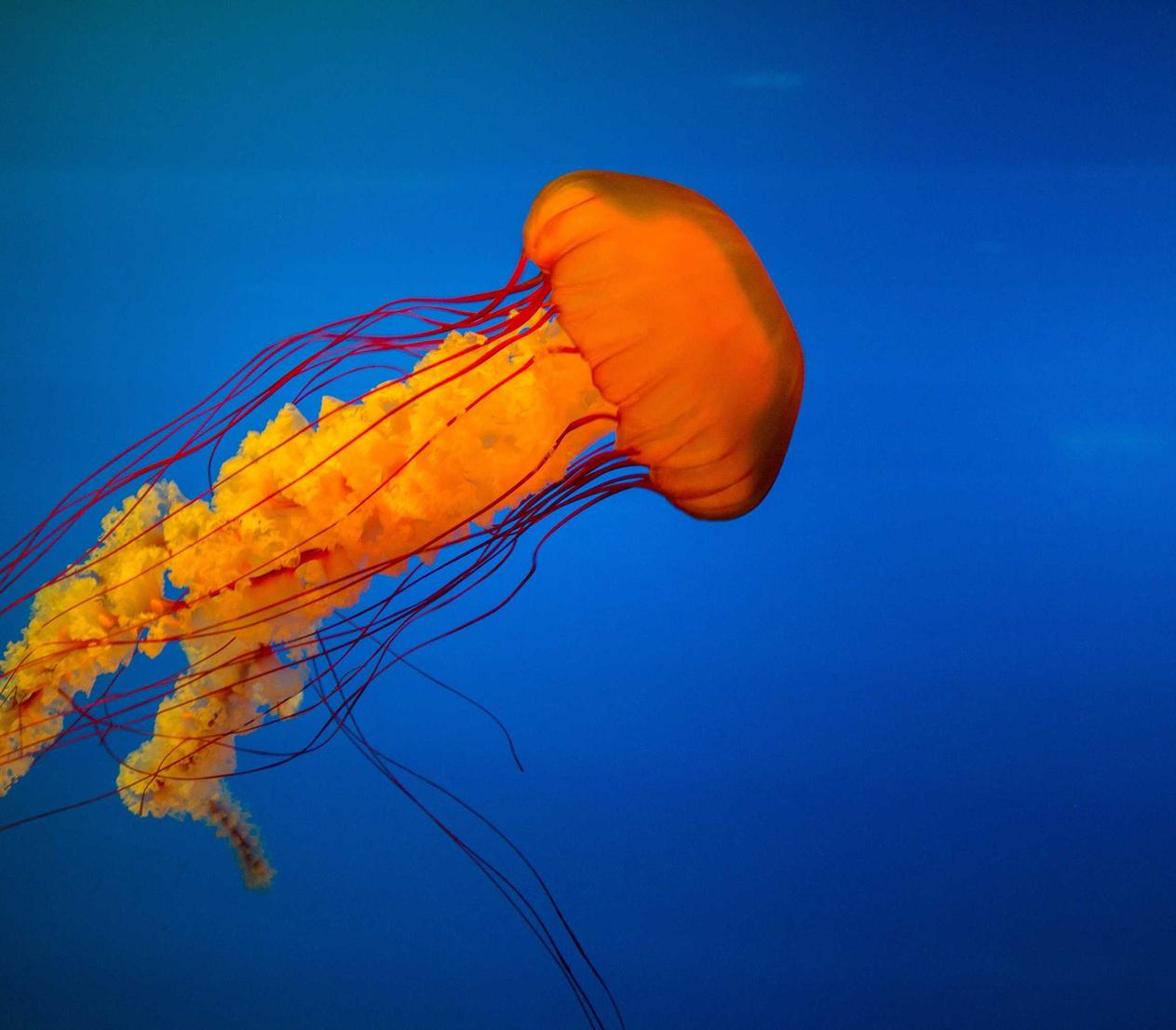 ORIS豪利时红酒双爆珠：菲律宾宠物购买平台