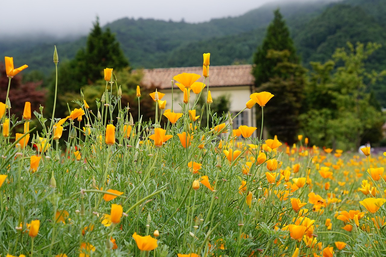 线上教学培训代理平台